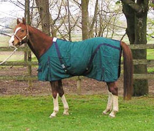Heavy Cotton Duck Stable Sheet Sizes: 72 & 75 - CLEARANCE $25.00 Free Shipping