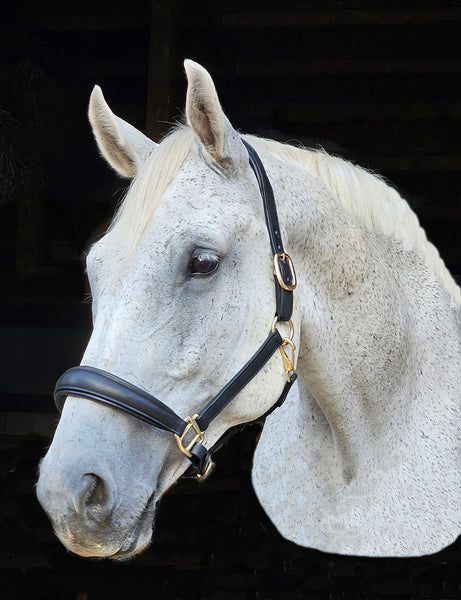Halter-Italian Leather Padded Tapered nose, padded cut back crown