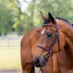 Vespucci Fancy Raised Hunter Bridle