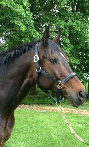 Classic Leather Halter with padded crown – Classic Saddlery