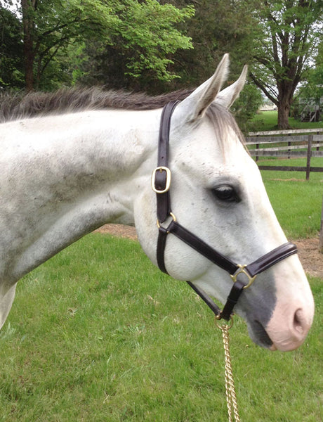 Classic Raised Halter with padded crown – Classic Saddlery